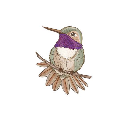 Hand drawn image of the Chilean woodstar hummingbird stretching its tail feathers