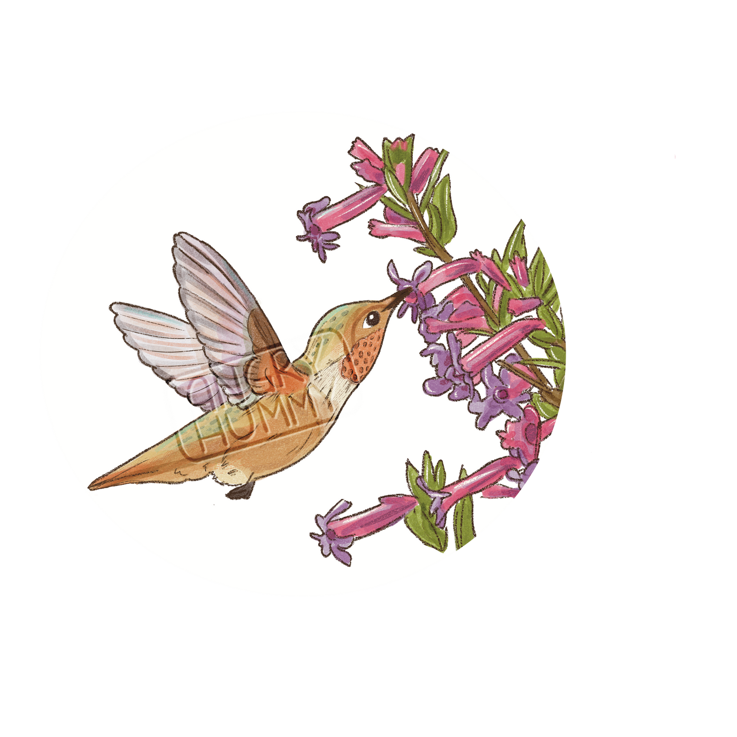 Hand drawn image of an Allen's hummingbird drinking nectar from a flower