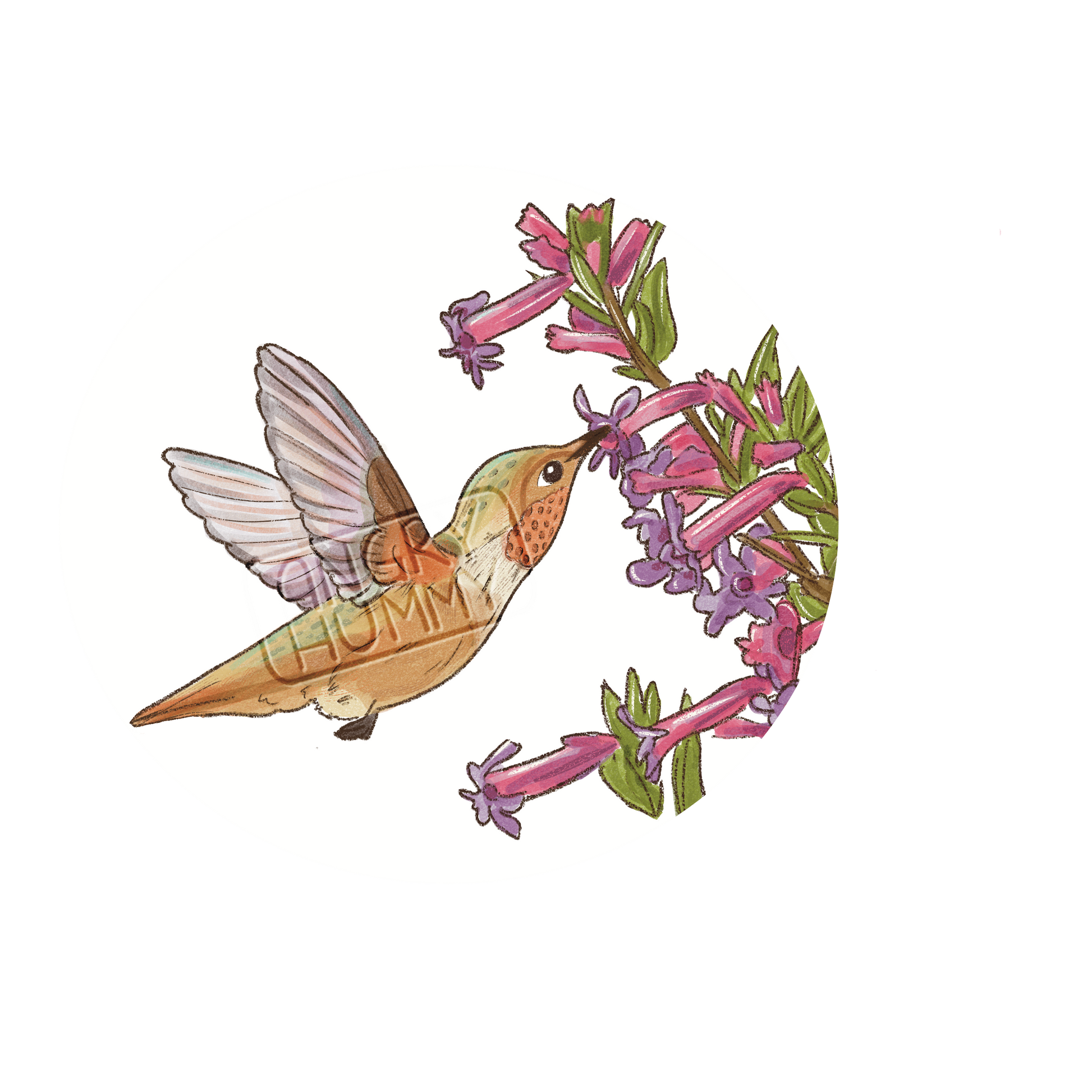 Hand drawn image of an Allen's hummingbird drinking nectar from a flower
