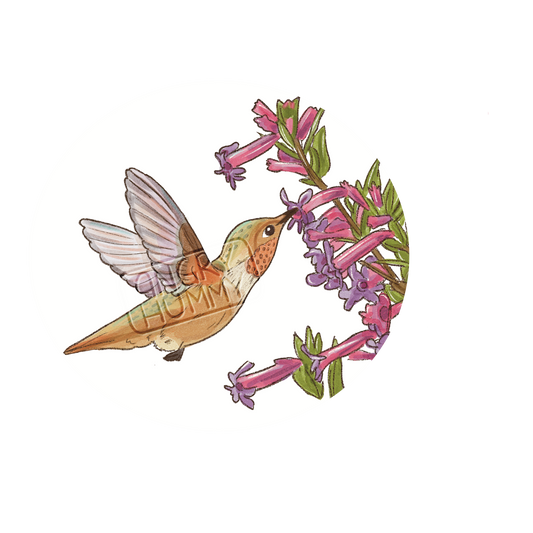 Hand drawn image of an Allen's hummingbird drinking nectar from a flower