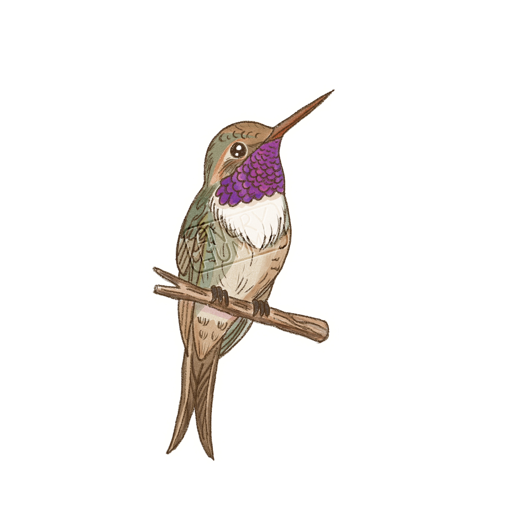 Hand drawn image of a Chilean woodstar hummingbird 