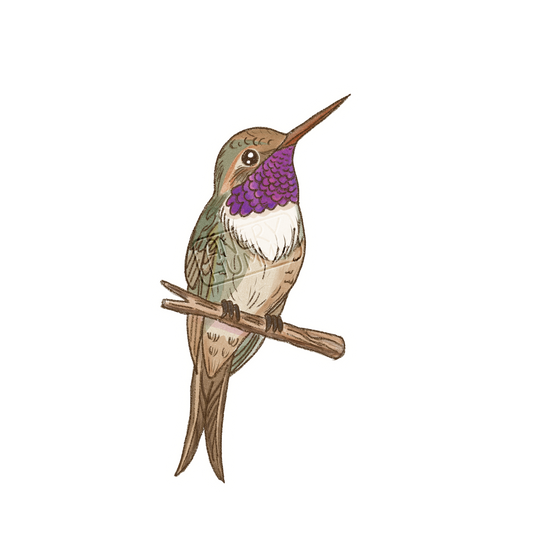 Hand drawn image of a Chilean woodstar hummingbird 