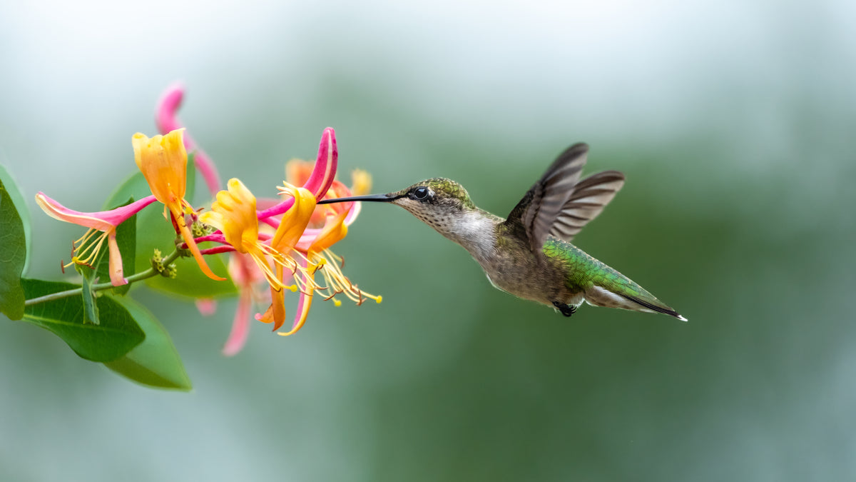 Photo of a hummingbird drinking while in flight